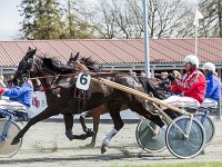 royale flamingo med jørgen petersen 2016 TKA 5266