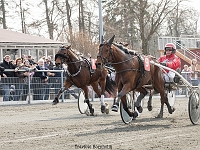 Lille du med john gommans 1 april 2017 TKA 3468 : Bornholms brandpark, 1 april 2017, Torben Ager, Travfoto Bornholm, Lille du med john gommans 1 april 2017