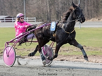 attention morgan med netina lund 1 april 2017 TKA 3440 : Bornholms brandpark, 1 april 2017, Torben Ager, Travfoto Bornholm, attention morgan med netina lund 1 april 2017