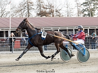 moreau med susanne munk 1 april 2017 TKA 3506 : Bornholms brandpark, 1 april 2017, Torben Ager, Travfoto Bornholm, moreau med susanne munk 1 april 2017