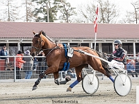 the last flower med martin sjøholm jensen 1 april 2017 TKA 3510 : Bornholms brandpark, 1 april 2017, Torben Ager, Travfoto Bornholm, the last flower med martin sjøholm jensen 1 april 2017