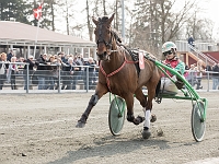 twix delight med micki kofod-mortensen 1 april 2017 TKA 3465 : Bornholms brandpark, 1 april 2017, Torben Ager, Travfoto Bornholm, twix delight med micki kofod-mortensen 1 april 2017
